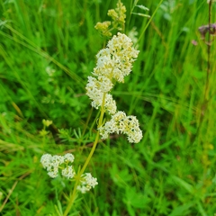 Galium