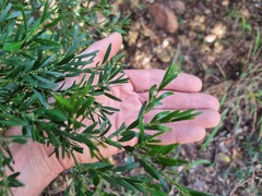 Buxus macowanii