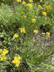 Lomatium grayi