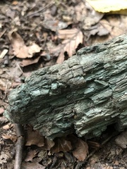 Chlorociboria