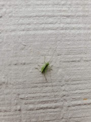 Orchelimum silvaticum