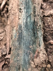 Chlorociboria