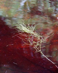 Potamogeton confervoides