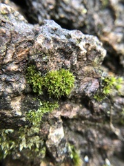 Syntrichia papillosa