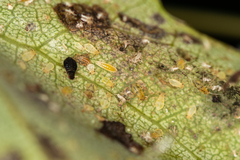 Chaitophorus tremulae