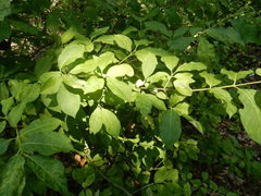 Euonymus atropurpureus atropurpureus
