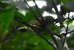 Myiothlypis conspicillata