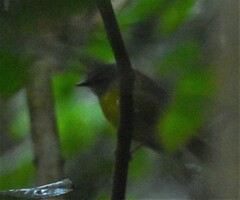 Myiothlypis conspicillata