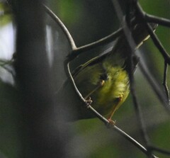 Myiothlypis conspicillata