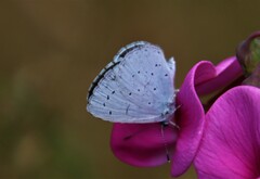 Celastrina argiolus