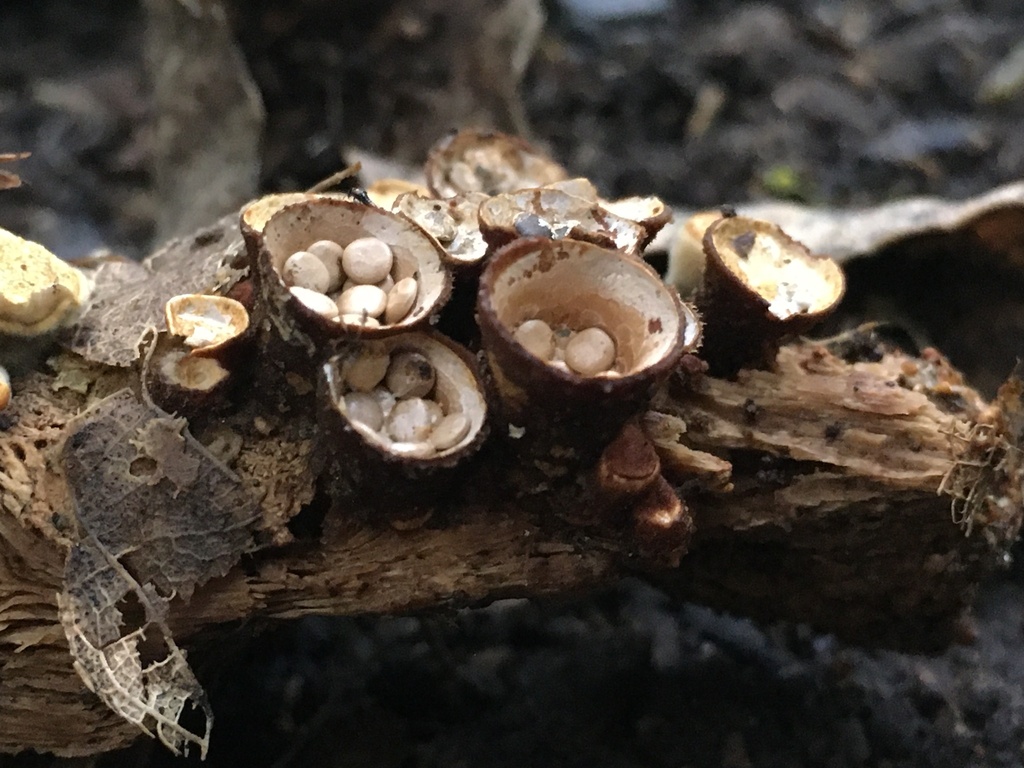 common bird's nest fungus from Nevay Road, Maupuia, Wellington, NZ on