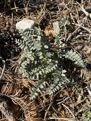 Pedicularis semibarbata charlestonensis