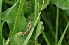Chorthippus albomarginatus