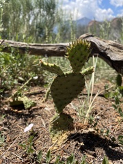 Opuntia cymochila