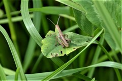 Chorthippus albomarginatus