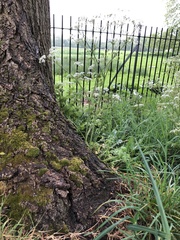 Syntrichia papillosa