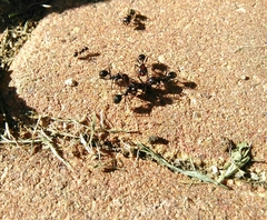 Messor barbarus