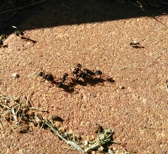 Messor barbarus