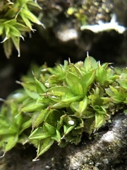 Syntrichia papillosa