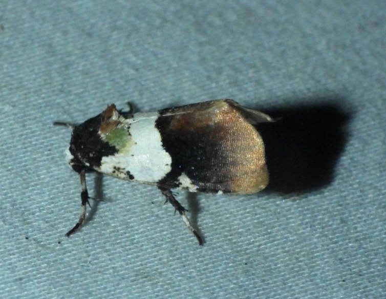 Emarginea combusta