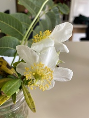 Carpenteria