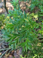 Buxus macowanii