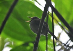 Hemitriccus granadensis