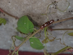 Thyrassia subcordata
