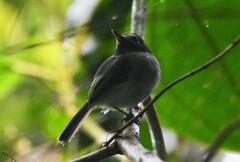 Hemitriccus granadensis