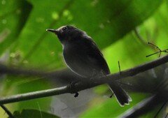 Hemitriccus granadensis