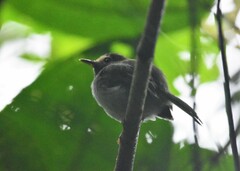 Hemitriccus granadensis