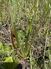Xyris ambigua