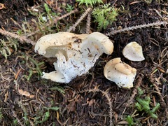 Hydnum washingtonianum