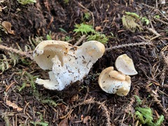 Hydnum washingtonianum