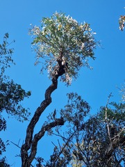 Cussonia transvaalensis