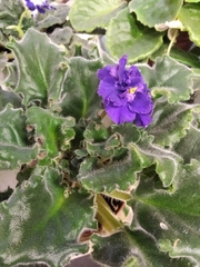 Streptocarpus ionanthus