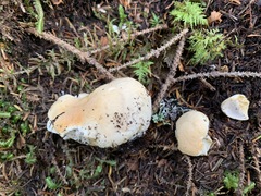 Hydnum washingtonianum