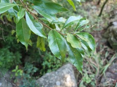 Heteropyxis natalensis