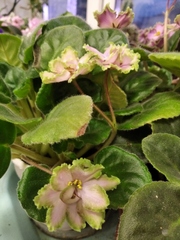 Streptocarpus ionanthus
