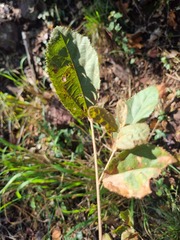 Grewia flavescens