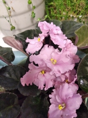 Streptocarpus ionanthus