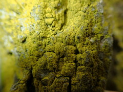 Candelariella xanthostigma