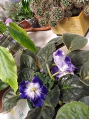 Streptocarpus ionanthus