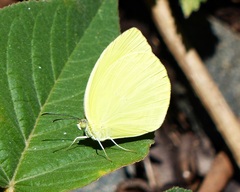 Pyrisitia leuce leuce