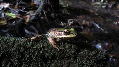 Lithobates palmipes