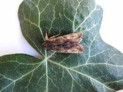 Lithophane semibrunnea