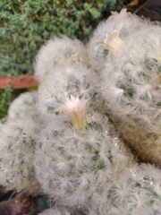Mammillaria plumosa