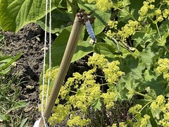 Orthetrum cancellatum