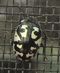 Calligrapha pnirsa