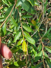 Ochna pretoriensis